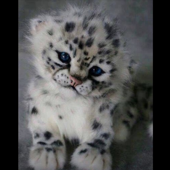 Meet your Posher, Roxanne - Picture 1 of 1